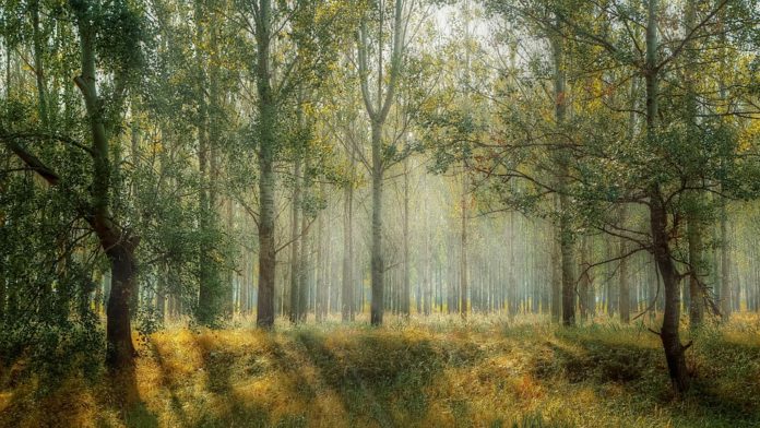 foreste