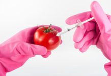 UE: rimasti solo due Paesi a coltivare ogm