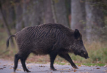 Fauna selvatica, Cia: è ancora emergenza. Serve subito nuova legge