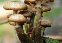 Maltempo, Coldiretti: prima pioggia autunno è manna per funghi