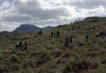 Life Terra: 500 milioni di alberi in 5 anni contro i cambiamenti climatici