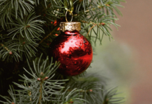 Confagricoltura: per un Natale ecologico scegliere alberi veri, stelle e ciclamini