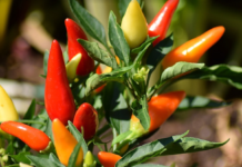Peperoncino: import Cina a prezzi stracciati (1/5 in meno) schiaccia Made in Italy