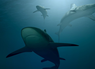Giornata della natura, un click per difendere gli squali del mediterraneo