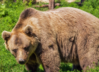Giornata mondiale della fauna selvatica. Il report di Legambiente