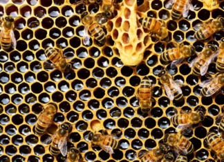 Giornata mondiale delle api, Fai: apicoltori in aumento, produzione in calo