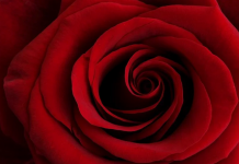 San Valentino: Cia, con rose estere alle stelle, 50% coppie sceglierà bouquet Made in Italy