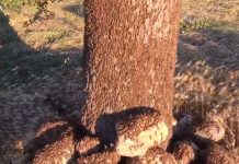 Clima: Coldiretti, mln di cavallette invadono la Sardegna