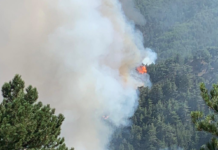 Incendi: Coldiretti, 15 anni per ricostruire i boschi distrutti